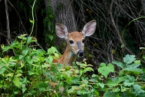 wild animals